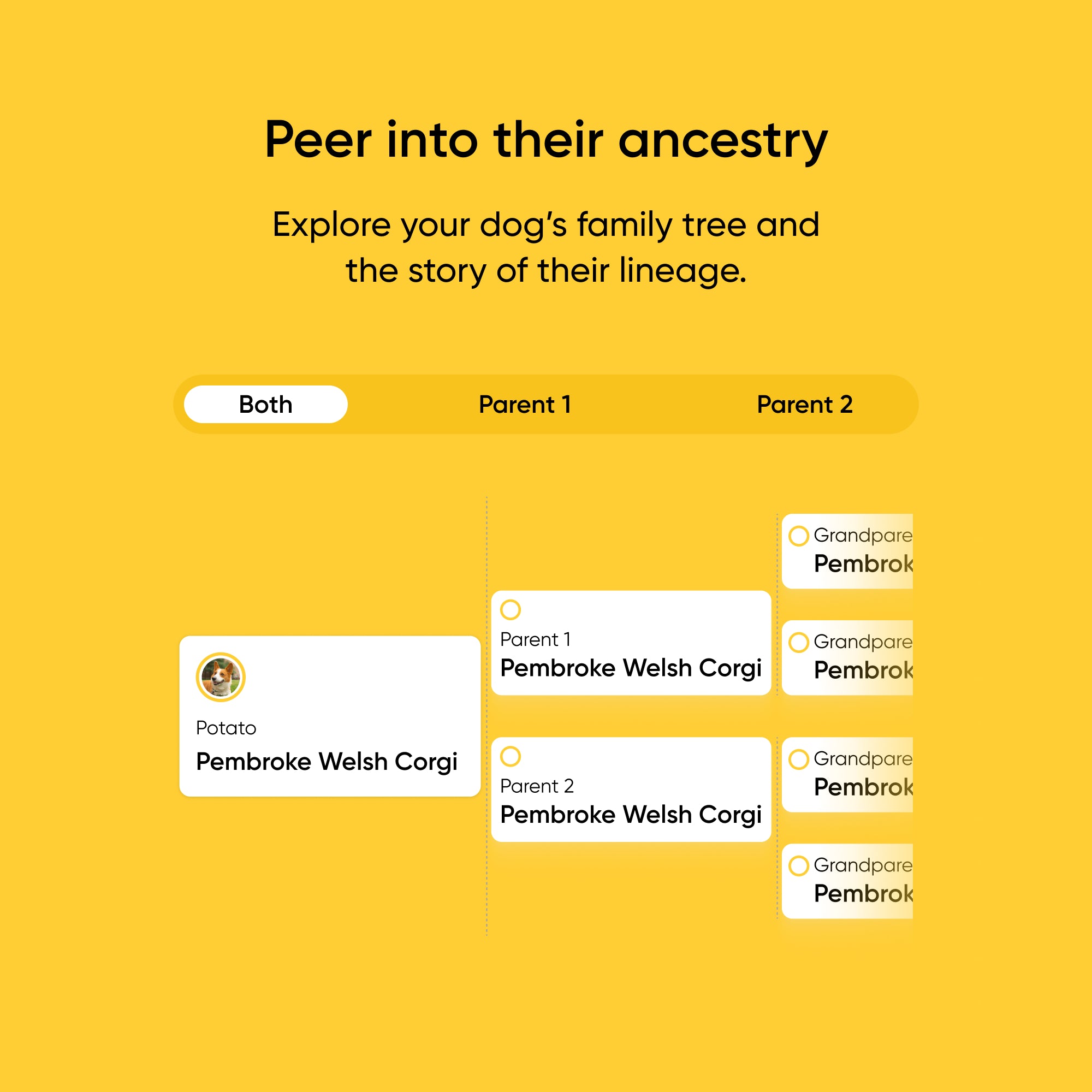 PB_-_6_-_Yellow.jpg